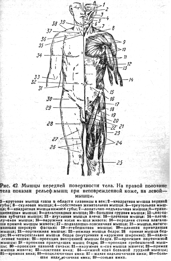 Анатомия грудной клетки при массаже